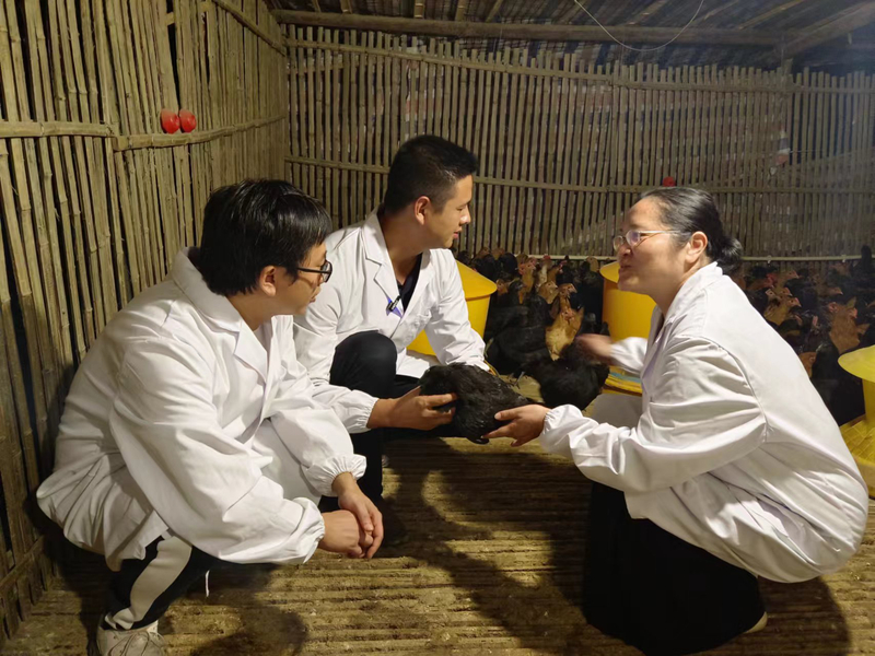 1709818232285040983.jpg 团队成员深入靖州县湖南炎凰农业科技有限公司开展科技服务.jpg